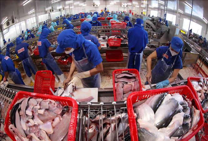 Chế biến cá tra xuất khẩu ở nhà máy của Tập đoàn Sao Mai (tỉnh An Giang). Ảnh: Vũ Sinh – TTXVN
