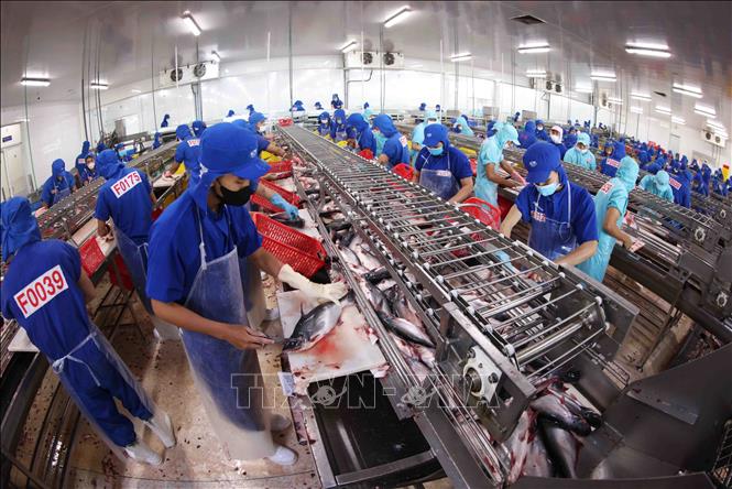 Dây chuyền chế biến cá tra xuất khẩu ở nhà máy của Tập đoàn Sao Mai (tỉnh An Giang). Ảnh: Vũ Sinh – TTXVN
