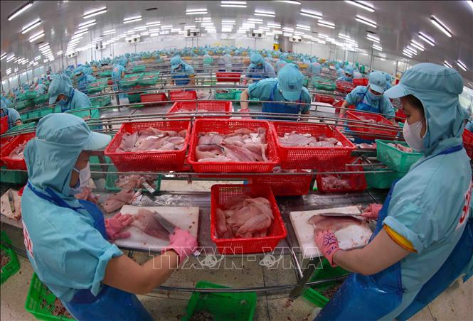 Chế biến cá tra xuất khẩu ở nhà máy của Tập đoàn Sao Mai (tỉnh An Giang). Ảnh: Vũ Sinh – TTXVN

