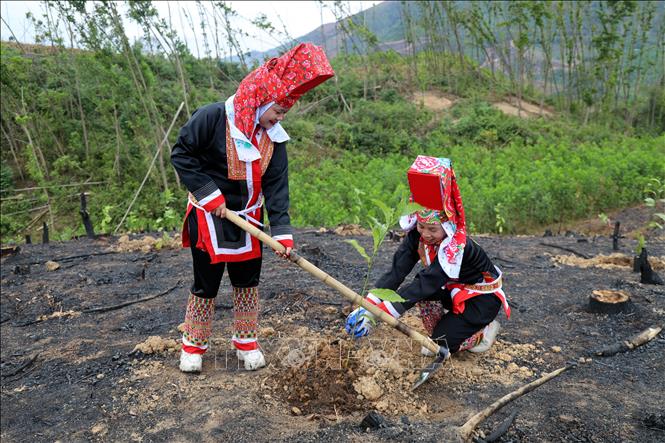 Người dân xã Phong Dụ, huyện Tiên Yên tham gia Tết trồng cây tại khu vực rừng cộng đồng thôn Đồng Đình. Ảnh: Đức Hiếu - TTXVN