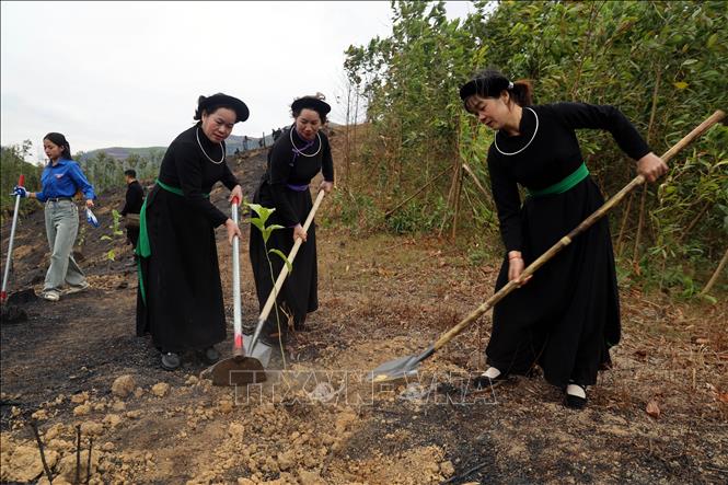 Người dân xã Phong Dụ, huyện Tiên Yên tham gia Tết trồng cây tại khu vực rừng cộng đồng thôn Đồng Đình. Ảnh: Đức Hiếu - TTXVN