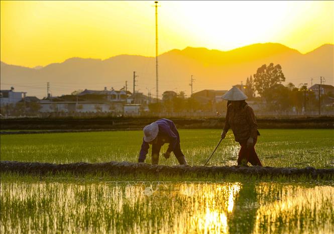 Người dân xã Thanh Xương, huyện Điện Biên chăm sóc lúa trên cánh đồng Mường Thanh. Ảnh: Xuân Tư - TTXVN