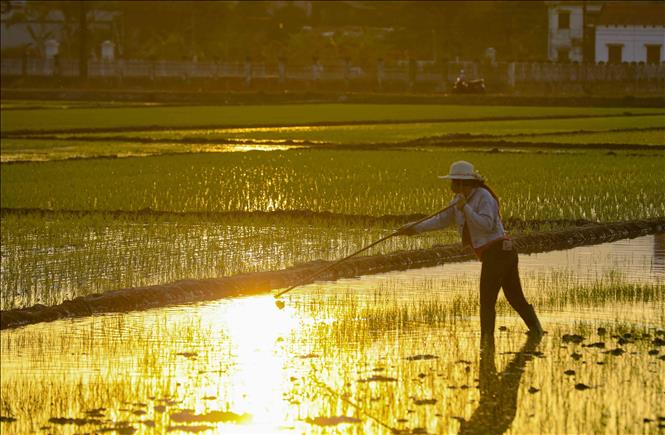 Thời tiết nắng ấm tạo điều kiện thuận lợi cho người dân tiến hành cấy giặm lúa. Ảnh: Xuân Tư - TTXVN
