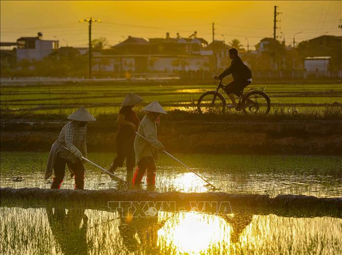 Thời tiết nắng ấm tạo điều kiện thuận lợi cho người dân tiến hành cấy giặm lúa. Ảnh: Xuân Tư - TTXVN