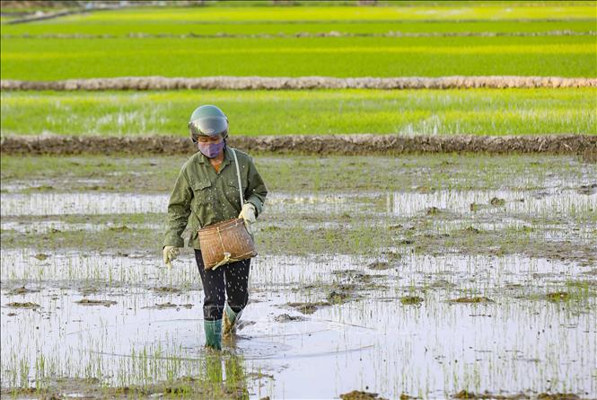 Người dân tiến hành bón phân cho lúa. Ảnh: Xuân Tư - TTXVN