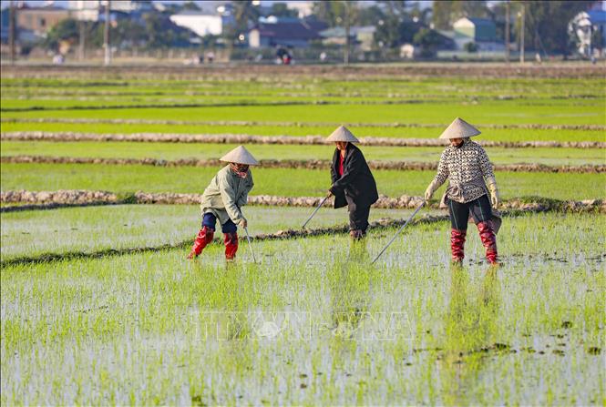 Người dân xã Thanh Xương, huyện Điện Biên chăm sóc diện tích lúa. Ảnh: Xuân Tư - TTXVN