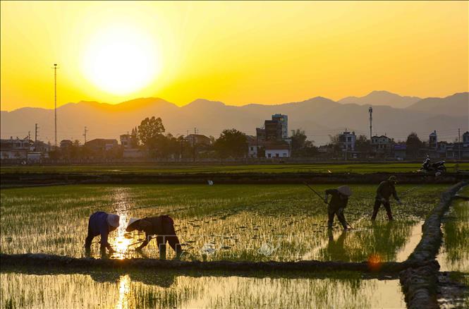 Thời tiết nắng ấm tạo điều kiện thuận lợi cho người dân tiến hành cấy giặm lúa. Ảnh: Xuân Tư - TTXVN