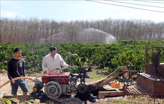 Những ngày xuân, người dân xã Đăk Kan huyện Ngọc Hồi (Kon Tum) chủ động bơm nước, tưới cà phê với mong muốn có thêm một mùa bội thu cà sản lượng và giá. Ảnh: Cao Nguyên-TTXVN