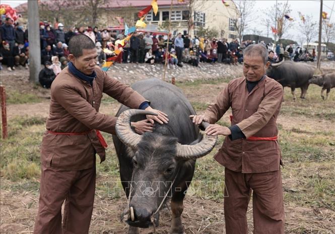 Người nông dân mang trâu của gia đình đến Lễ hội chuẩn bị cho nghi thức cày ruộng đầu năm. Ảnh: Trần Việt - TTXVN 