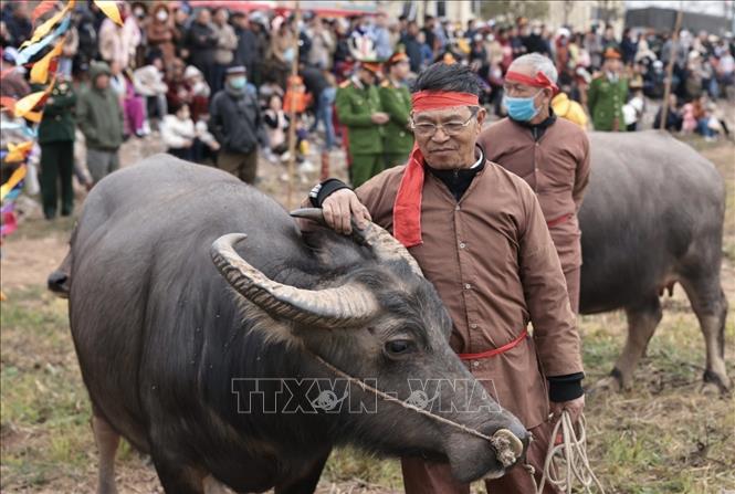 Nông dân mang trâu của gia đình đến Lễ hội chuẩn bị cho nghi thức cày ruộng đầu năm. Ảnh: Trần Việt - TTXVN 