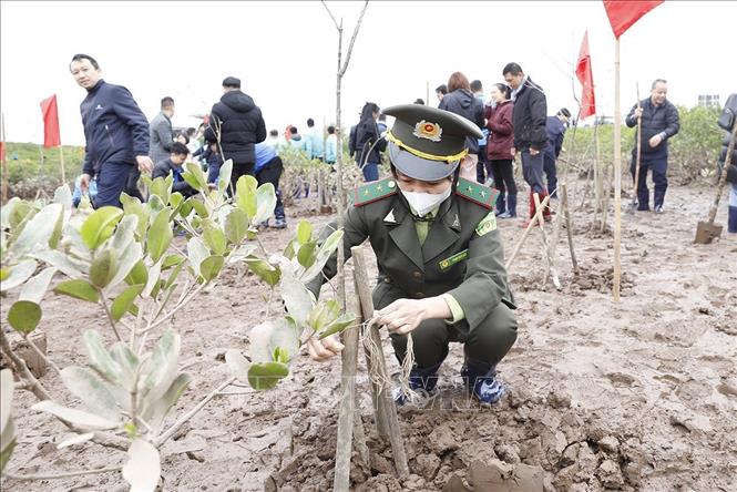 Cán bộ kiểm lâm tham gia trồng cây tại Khu Bảo tồn thiên nhiên đất ngập nước Thái Thụy. Ảnh: Thu Hoài - TTXVN
