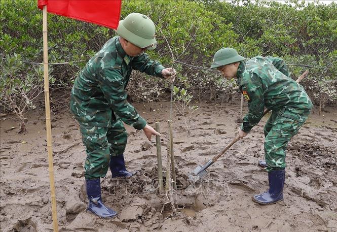 Cán bộ, chiến sỹ biên phòng tham gia trồng cây tại Khu Bảo tồn thiên nhiên đất ngập nước Thái Thụy. Ảnh: Thu Hoài - TTXVN