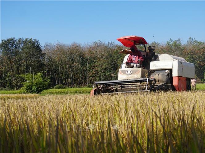 Máy gặt đập liên hợp giúp người dân vùng biên giảm công lao động. Ảnh: K GỬIH-TTXVN  