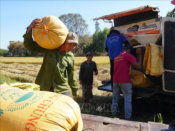 Người dân thu hoạch lúa về kho trong những ngày đầu Xuân. Ảnh: K GỬIH-TTXVN  