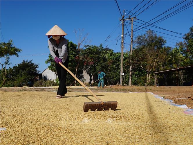 Người dân phơi lúa sau khi thu hoạch trong những ngày đầu Xuân. Ảnh: K GỬIH-TTXVN  