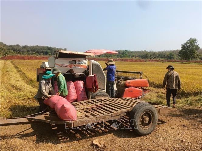 Máy gặt đập liên hợp giúp người dân vùng biên giảm chi phí, tăng hiệu quả lao động. Ảnh: K GỬIH-TTXVN  