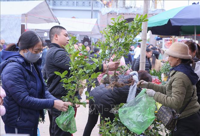 Ornamental trees are offered at Vieng market. VNA Photo: Công Luật