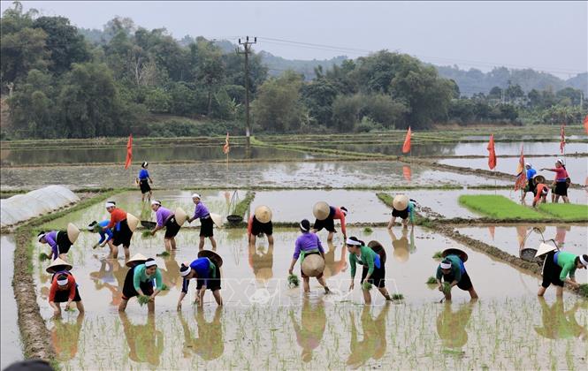 Người dân xã Phong Phú, huyện Tân Lạc, nô nức xuống đồng cày cấy tại Lễ hội Khai hạ. Ảnh: Trọng Đạt-TTXVN