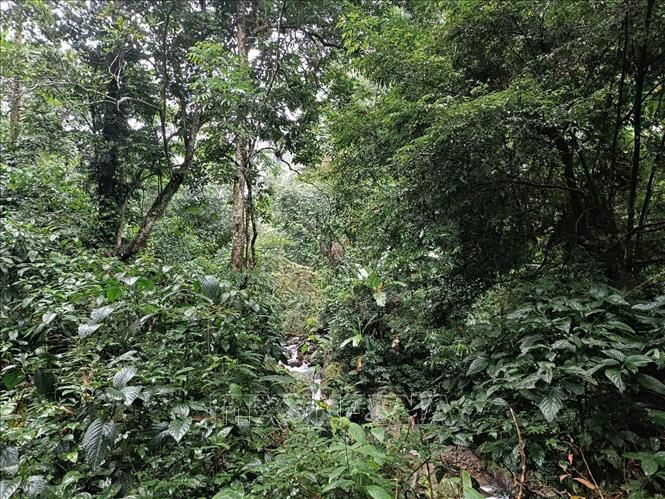 Tết rừng - nét văn hóa độc đáo của người Mông Nà Hẩu - Ảnh thời sự ...