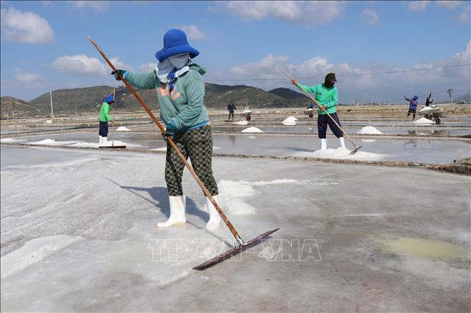 Diêm dân xã Nhơn Hải (huyện Ninh Hải, tỉnh Ninh Thuận) thu hoạch muối sau Tết Nguyên đán Ất Tỵ 2025. Ảnh: Nguyễn Thành – TTXVN