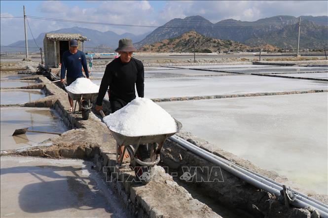 Diêm dân Ninh Thuận vận chuyển muối đến điểm tập kết để đưa đi tiêu thụ. Ảnh: Nguyễn Thành - TTXVN
