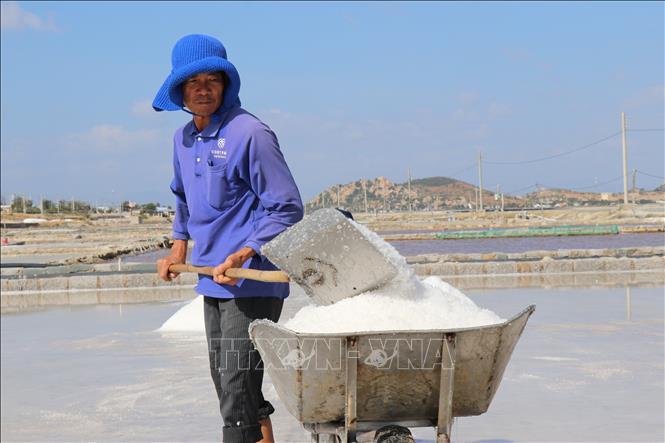 Diêm dân xã Nhơn Hải (huyện Ninh Hải, tỉnh Ninh Thuận) thu hoạch muối sau Tết Nguyên đán Ất Tỵ 2025. Ảnh: Nguyễn Thành – TTXVN
