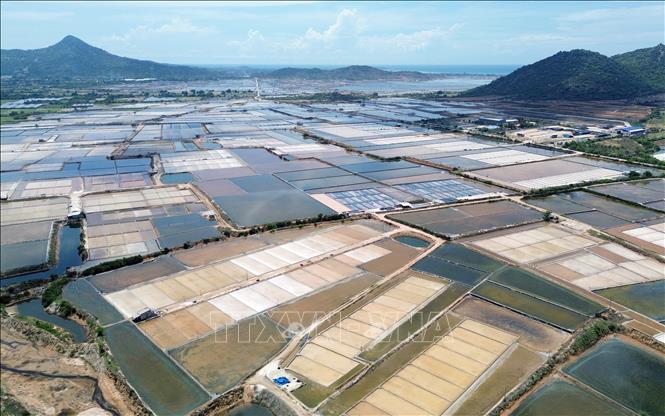 Cánh đồng muối Tri Hải (huyện Ninh Hải, tỉnh Ninh Thuận). Ảnh: Nguyễn Thành – TTXVN