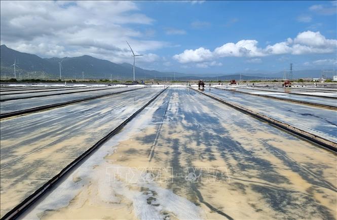 Sản xuất muối trải bạt trên nền ô kết tinh tại cánh đồng muối ở huyện Thuận Nam, tỉnh Ninh Thuận. Ảnh: Nguyễn Thành – TTXVN