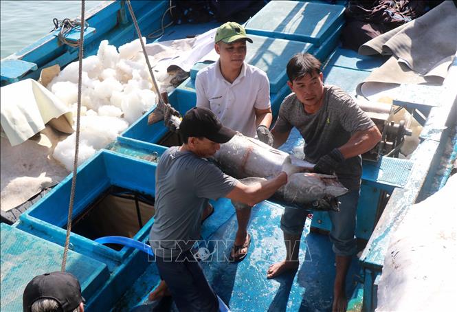 Nhiều tàu đánh bắt cá ngừ của ngư dân Khánh Hòa đạt sản lượng cao, trung bình từ 40 - 50 con, tương đương 1,2 - 1,5 tấn/tàu. Ảnh: Đặng Tuấn - TTXVN