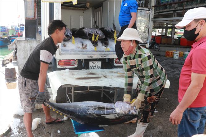 Từ đầu năm 2025 đến nay, sản lượng khai thác hải sản toàn tỉnh Khánh Hoà đạt hơn 7.000 tấn. Ảnh: Đặng Tuấn - TTXVN