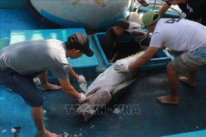 Trung bình cá ngừ đại dương đánh bắt được có trọng lượng 30-50 kg/ con. Ảnh: Đặng Tuấn - TTXVN