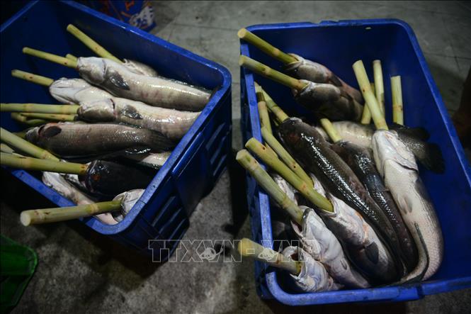 Cá lóc được nhập về từ chợ Bình Điền, hoặc các tỉnh miền Tây; nặng từ 1,1 - 1,4kg. Ảnh: Mạnh Linh - TTXVN