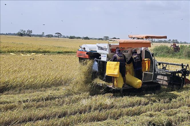 Năng suất lúa năm nay đạt khá cao nên người nông dân vẫn vui vì lợi nhuận bình quân vẫn lãi cao từ 15-25 triệu đồng/ha. Ảnh: Trung Hiếu - TTXVN
