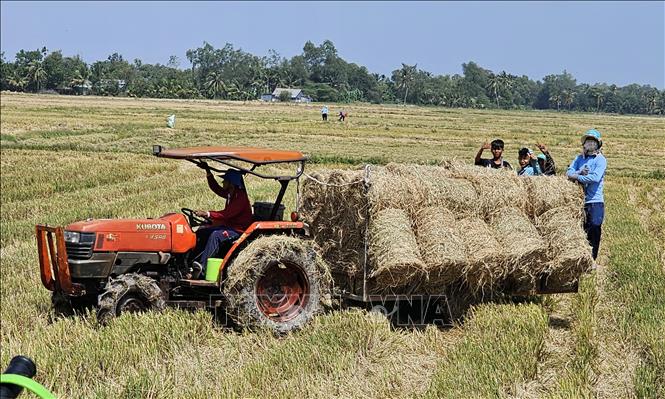 Nhiều hộ sau khi thu hoạch xong còn thu hoạch luôn cả nguồn rơm rạ được máy cuốn lại theo cuộn để cung cấp cho việc chăn nuôi, trồng nấm, có thêm nguồn thu nhập. Ảnh: Trung Hiếu - TTXVN
