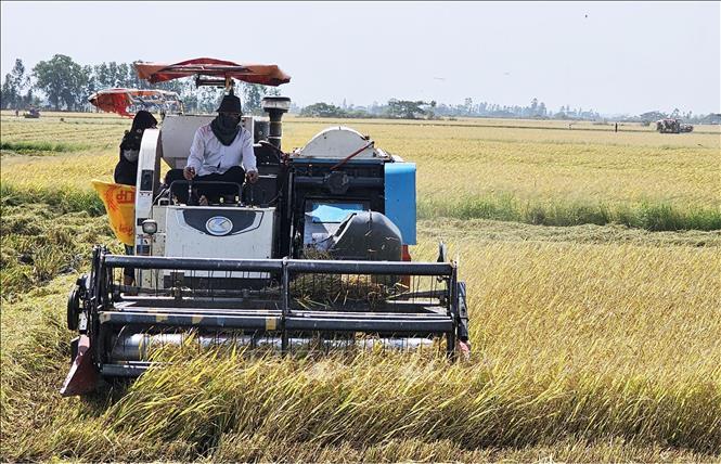 Những cánh đồng vàng đang thu hoạch chở đầy niềm vui của người dân. Tiếng máy, tiếng xe, tiếng chuyện trò, nói chuyện về lúa luôn rộn ràng xôn xao khắp các cánh đồng. Ảnh: Trung Hiếu - TTXVN