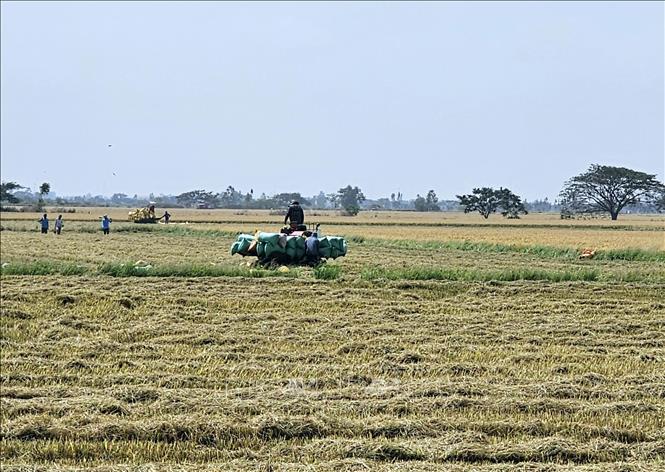 Những ngày sau Tết cũng là mùa thu hoạch rộ vụ lúa Đông Xuân ở Sóc Trăng. Ảnh: Trung Hiếu - TTXVN
