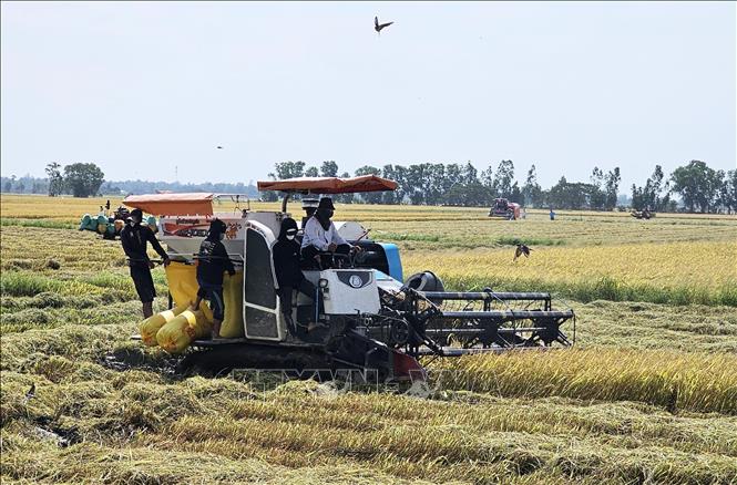 Rice harvest is in full swing in Soc Trang province. VNA Photo: Trung Hiếu