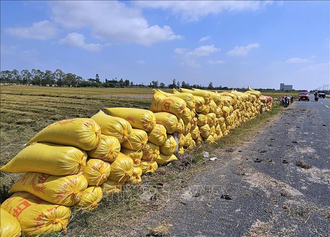 Bags of harvested rice waiting to be transported. VNA Photo: Trung Hiếu