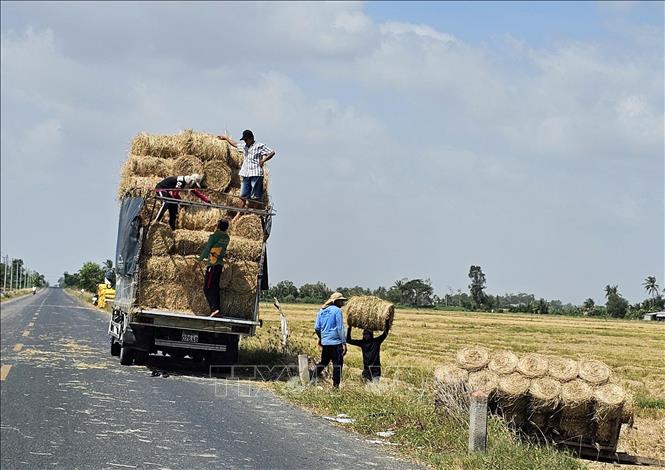 Other than rice crop, farmers also harvest straw rolls, which can be repurposed for mushroom growing or husbandry. VNA Photo: Trung Hiếu