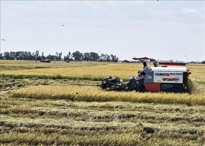 Farmers harvest rice in Soc Trang province. VNA Photo: Trung Hiếu
