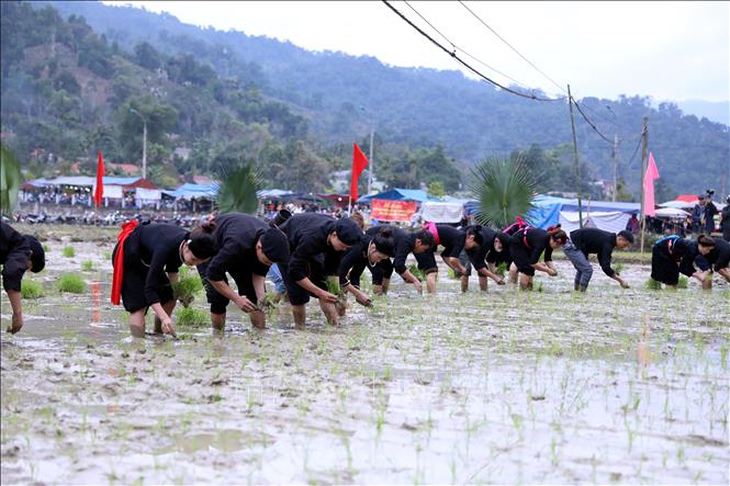 Thi cấy lúa tại Lễ hội Lồng Tông huyện Lâm Bình. Ảnh: Quang Cường – TTXVN