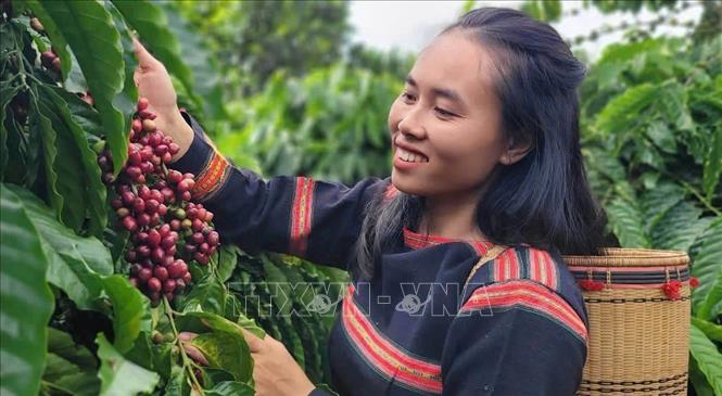 Chị Rơ Châm A Wưnh thu hoạch cà phê được trồng bằng phương pháp hữu cơ. Ảnh: Hồng Điệp - TTXVN