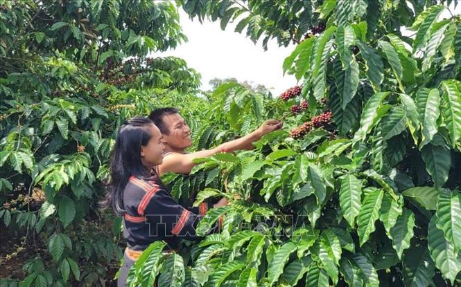 Vườn cà phê của gia đình chị Rơ Châm A Wưnh tại huyện Chư Păh, Gia Lai được trồng theo phương pháp hữu cơ. Ảnh: Hồng Điệp - TTXVN