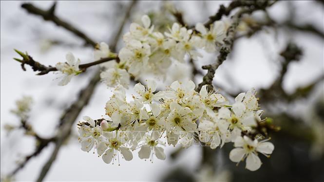 Pure plum flowers with gentle fragrance. VNA Photo: Hương Thu