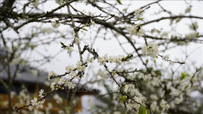The pristine white hue of plum blossoms, exuding the gentle fragrance of spring. VNA Photo: Hương Thu