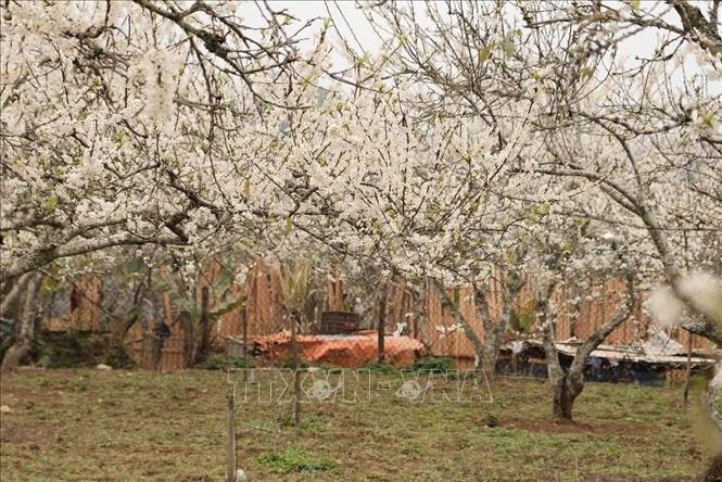 Plum flowers in full bloom with pristine white petals. VNA Photo: Hương Thu