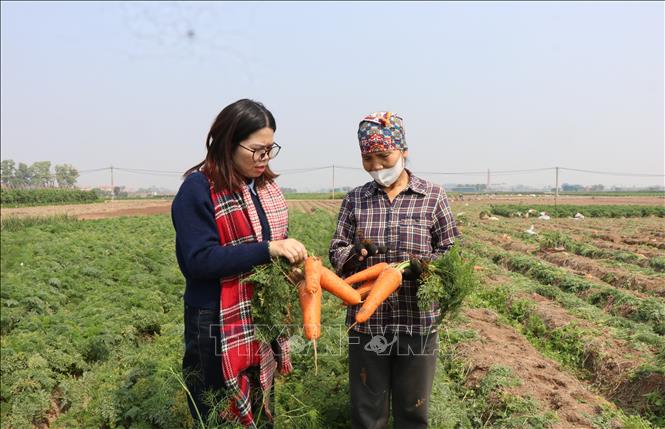 Nông dân xã Trung Kênh, huyện Lương Tài, tỉnh Bắc Ninh, lao đao vì cà rốt mất giá. Ảnh: Thanh Thương-TTXVN