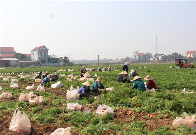 Người dân xã Cao Đức, huyện Gia Bình, tỉnh Bắc Ninh, ngậm ngùi bán cà rốt giá thấp để lấy mặt bằng trồng vụ tiếp. Ảnh: Thanh Thương-TTXVN
