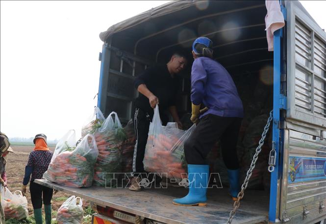 Người dân Bắc Ninh ngậm ngùi bán cà rốt giá thấp để lấy mặt bằng trồng vụ tiếp. Ảnh: Thanh Thương-TTXVN