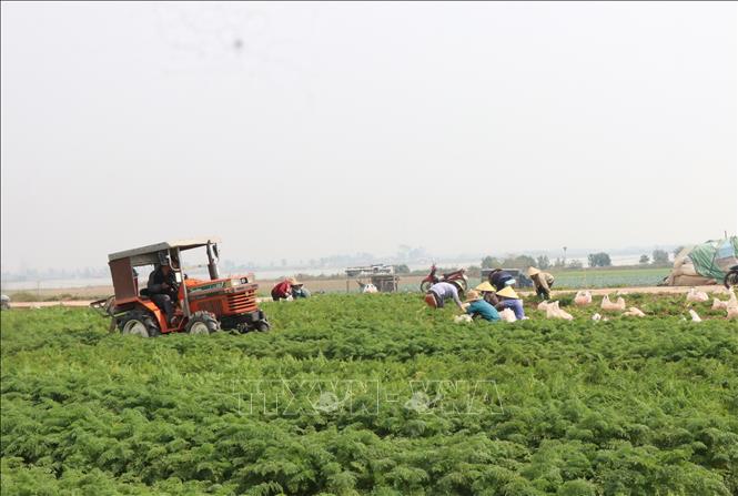 Mỗi sào cà rốt hiện có giá bán từ 2 - 5 triệu đồng, nên không đủ chi phí đầu vào. Ảnh: Thanh Thương-TTXVN